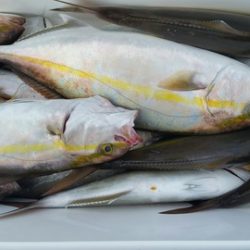 第五慶門丸 釣果