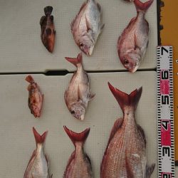 尚人丸 釣果