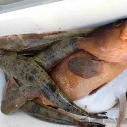 遊漁船 セトマリン 釣果