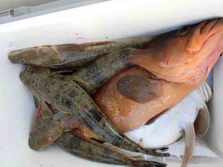 遊漁船 セトマリン 釣果