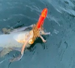 白墨丸 釣果