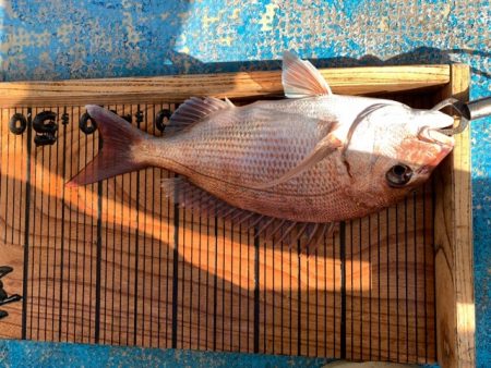 幸吉丸 釣果