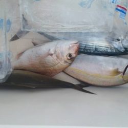 第五慶門丸 釣果