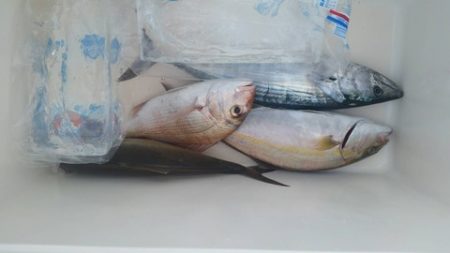 第五慶門丸 釣果