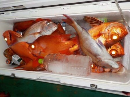 第二むつ漁丸 釣果