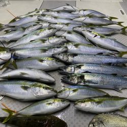 ミタチ丸 釣果
