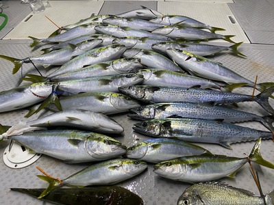 ミタチ丸 釣果