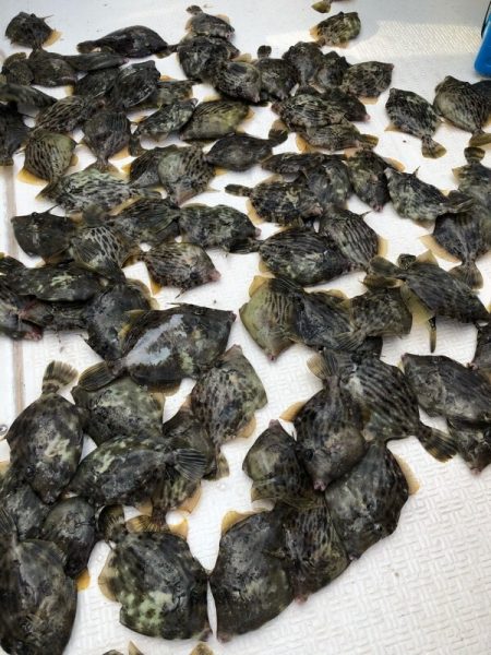 Magic（マジック） 釣果