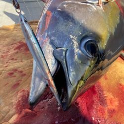 へいみつ丸 釣果