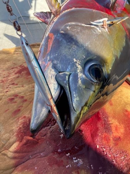 へいみつ丸 釣果