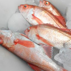 こうゆう丸 釣果