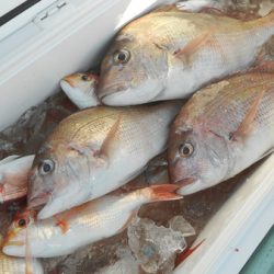 こうゆう丸 釣果