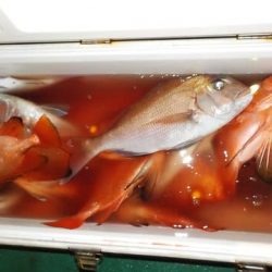 第二むつ漁丸 釣果