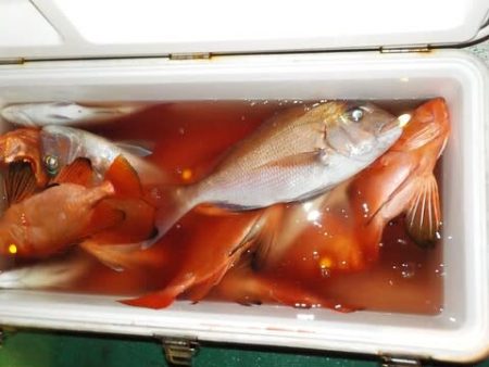 第二むつ漁丸 釣果