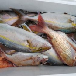 遊漁船 新鋭丸 釣果