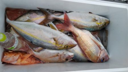 遊漁船 新鋭丸 釣果