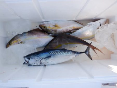 開進丸 釣果