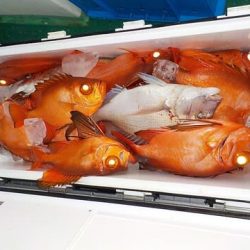 第二むつ漁丸 釣果