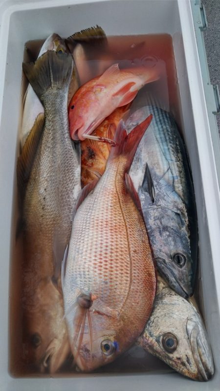 遊漁船 新鋭丸 釣果