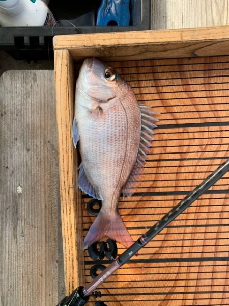 幸吉丸 釣果