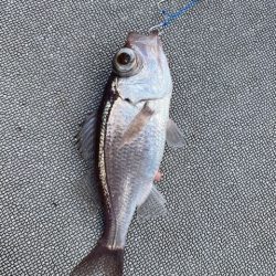 へいみつ丸 釣果