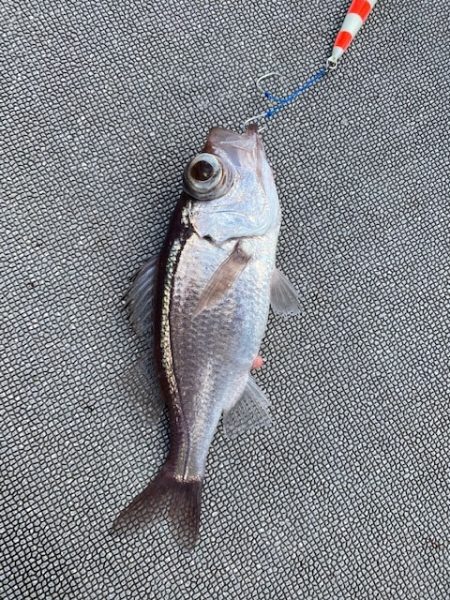 へいみつ丸 釣果