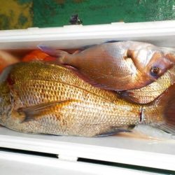 第二むつ漁丸 釣果