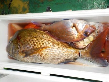 第二むつ漁丸 釣果