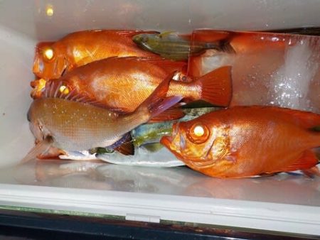 第二むつ漁丸 釣果