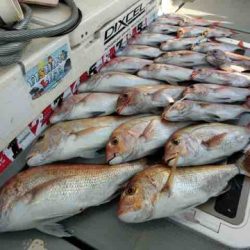 遊漁船 セトマリン 釣果