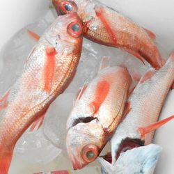 こうゆう丸 釣果