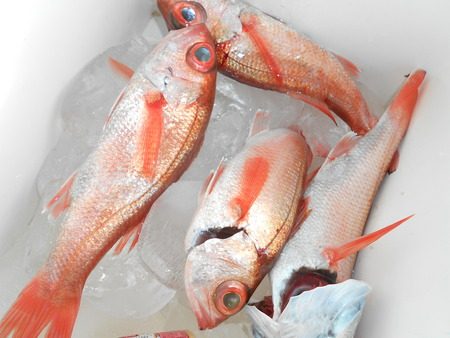 こうゆう丸 釣果