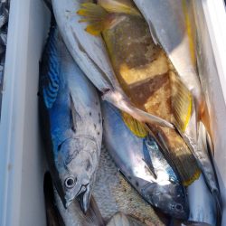 遊漁船 新鋭丸 釣果