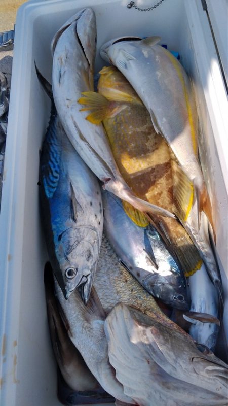 遊漁船 新鋭丸 釣果