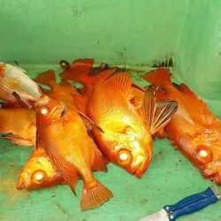 第二むつ漁丸 釣果