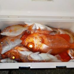 第二むつ漁丸 釣果