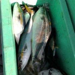 ファイヤードルフィン 釣果