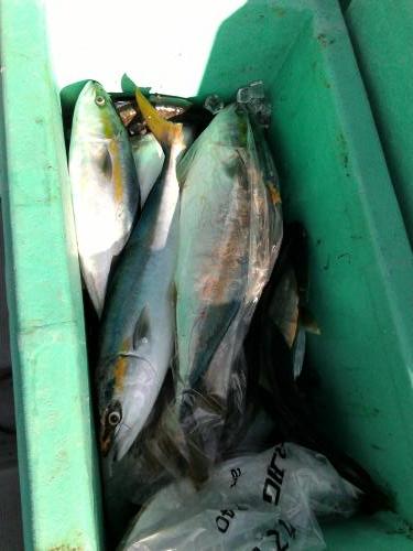 ファイヤードルフィン 釣果