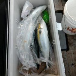 ファイヤードルフィン 釣果