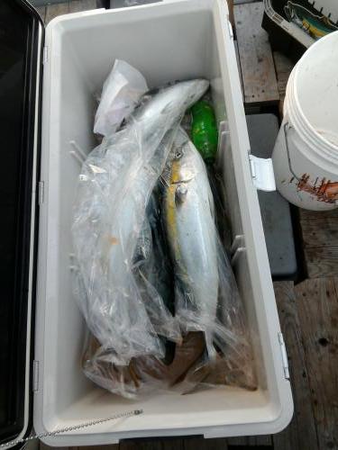 ファイヤードルフィン 釣果