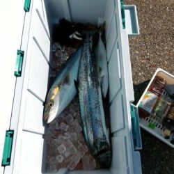 ファイヤードルフィン 釣果