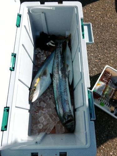 ファイヤードルフィン 釣果