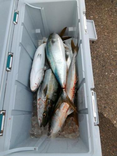 ファイヤードルフィン 釣果