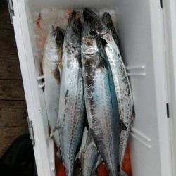 ファイヤードルフィン 釣果