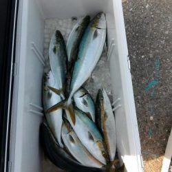 ファイヤードルフィン 釣果