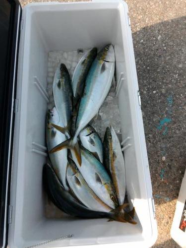 ファイヤードルフィン 釣果