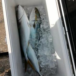 ファイヤードルフィン 釣果