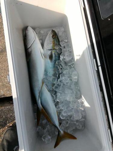 ファイヤードルフィン 釣果