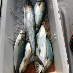 ファイヤードルフィン 釣果