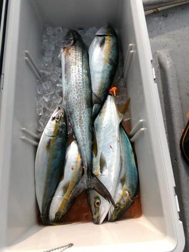 ファイヤードルフィン 釣果